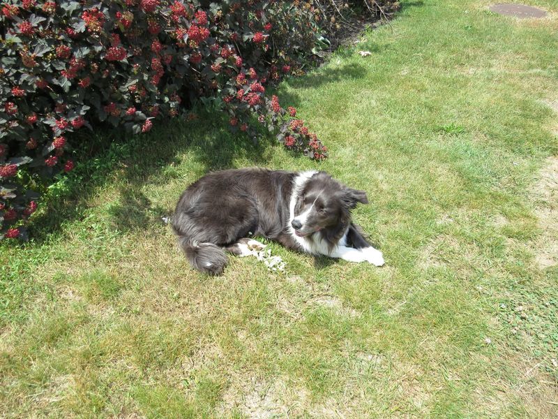 Taking the shade